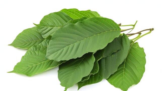 Plu kaow leaves on a white background