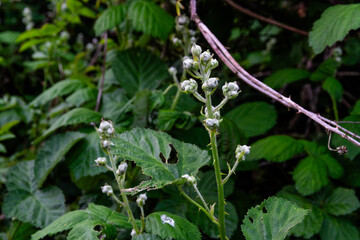Close up of a young bramble stem with buds.