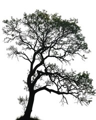 Fototapeta premium White Oak Silhouette. Isolated Tree Branch and Leaves in Natural Green Environment