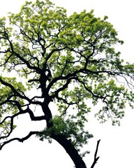 Fototapeta premium White Oak Silhouette. Isolated Nature Tree with Green Leaves and Branches