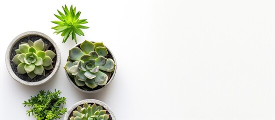 Top down view of succulents in modern concrete planters over a white backdrop perfect as a web banner with ample copy space image