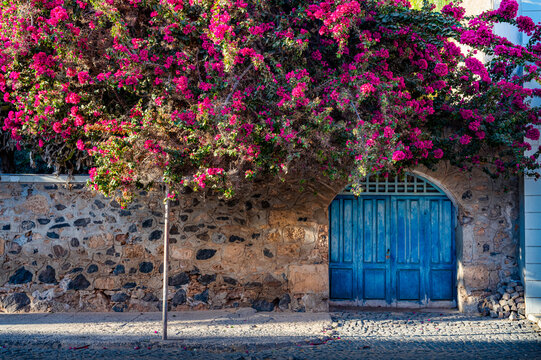 Santa Maria streets, tree in flowers at dusk, Sal Island, Cabo Verde