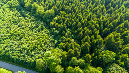 Aerial view on green pine forest. Aerial top view of summer green trees in forest