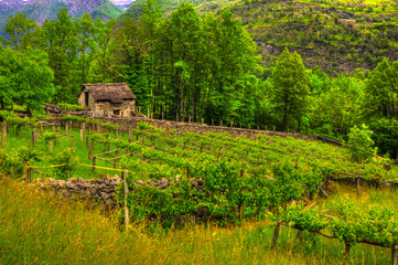 Old Vineyard with a Rustic hut in the Mountain Valley with Trees in Valle Maggia, Ticino, Switzerland.