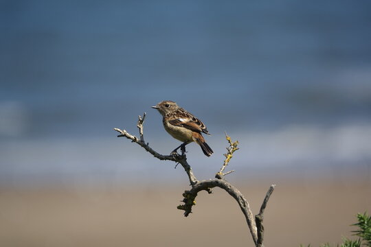 young stonechat (Saxicola torquata) UK coast in summer