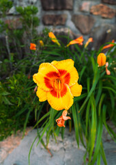 Vibrant Daylilies in Full Bloom Against Stone Wal