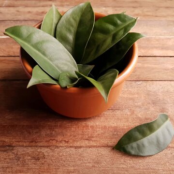 leaves of ora pro nobis pancs type plant on  light wooden background