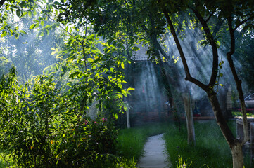morning fog, smoke in the rays of the sun between trees, in nature