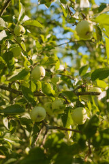 Selective Focus on Ripe Green Apples Amidst Blurred Apple Tree Branches