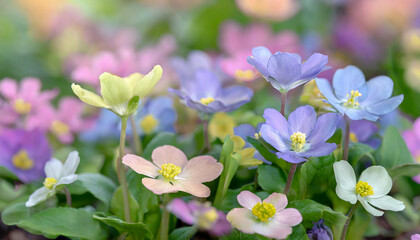 Wild flowers of clover and butterfly in a meadow in nature in the rays of sunlight in summer in the spring close-up of a macro. A picturesque colorful artistic image with a soft focus