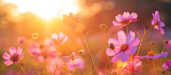 Colorful cosmos flowers bloom in a garden at sunrise with bees feeding on pollen creating a serene wallpaper image with copy space Emphasizes farm life and nature