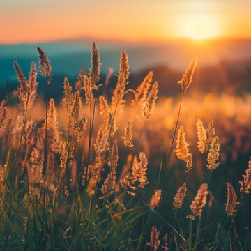 Summer meadow with forbs and flowers. Radiant Sun above the horizon. Field forbs. Blooming herbs. Summer spicy air. The best concept for hot summer days.