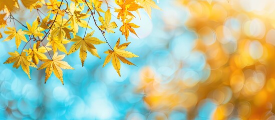 Fototapeta premium Maple tree branches with yellow leaves during autumn season provide a serene background for copy space image