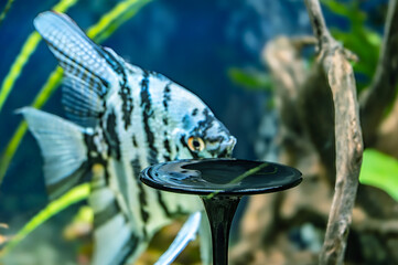 Empty black round podium in tropical aquarium with aquarium fishes background for presentation of aquarium pet products.