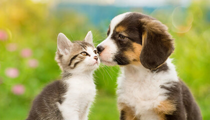 Little tabby kitten playing with little puppy