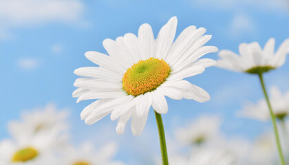 daisy flower field against blue sky