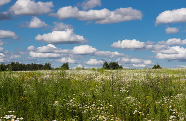 field on a sunny summer day