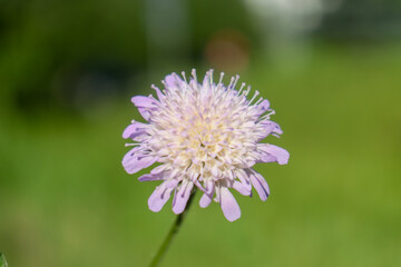 flower on a summer day