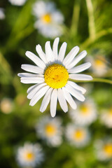 Fototapeta premium chamomile in a summer field