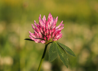 clover flower in the field