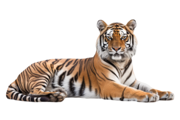 Majestic tiger lying down, alert gaze, striped coat on white background.