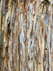 The background and texture of trees with bark in a Chinese forest. Background and bark texture of a tree in a Chinese forest at China.