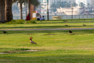 Fototapeta premium Beautiful hoopoe bird in the garden in Sharjah City, UAE.