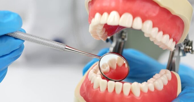 Dentist looks at back side of teeth with reflection mirror. Specialist in gloves examines realistic model of human jaws with instrument slow motion