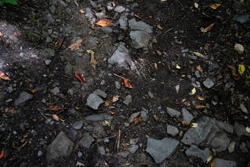 Fototapeta premium stones on the ground in the woods