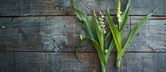 A still life arrangement featuring young baby corn on a wooden backdrop with ample copy space image