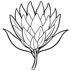 Line art of Protea flower 