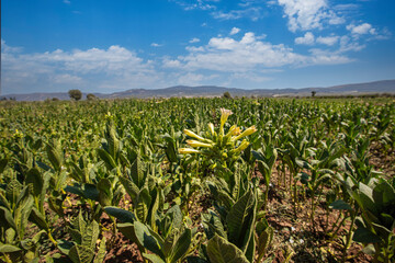 Cultivated tobacco ( Nicotiana tabacum ) plants in row outdoor. Virginia Tobacco leaves in field plantation.