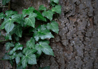 green ivy leaves