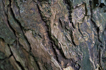 bark of a tree