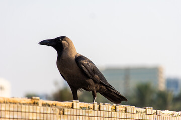 Close-up of a crow bird in the park in Sharjah, UAE.