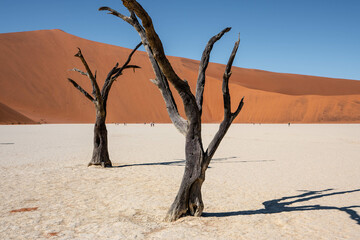 tree in the desert, deadvlei, namibia