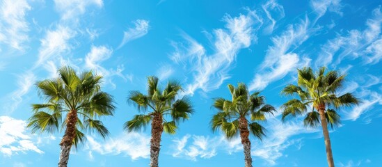 Fototapeta premium Beautiful palm trees set against a vivid blue sky with ample copy space image