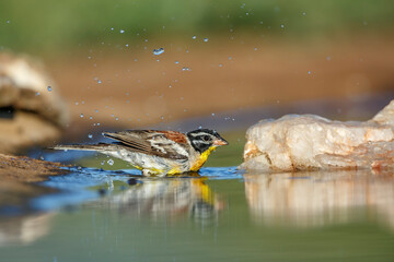 African Golden breasted Bunting bathing in waterhole in Kruger National park, South Africa ; Specie Fringillaria flaviventris family of Emberizidae