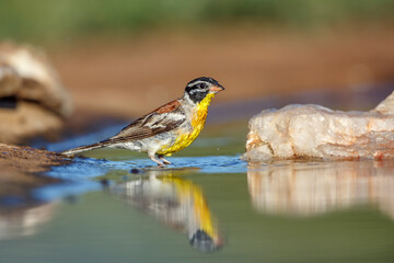 African Golden breasted Bunting bathing in waterhole in Kruger National park, South Africa ; Specie Fringillaria flaviventris family of Emberizidae