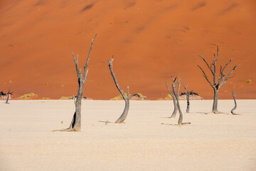 tree in the desert, deadvlei, namibia