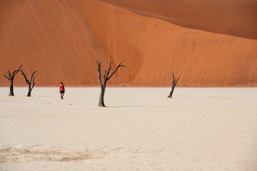 tree in the desert, deadvlei, namibia