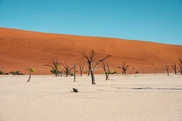 tree in the desert, deadvlei, namibia