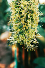 Huge spike with yellow fragrant blue agave flowers macro