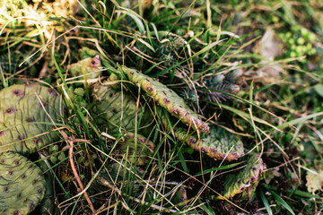 Prickly pear cacti grow among grass outdoor. Sunny photo of succulents in spring or summer