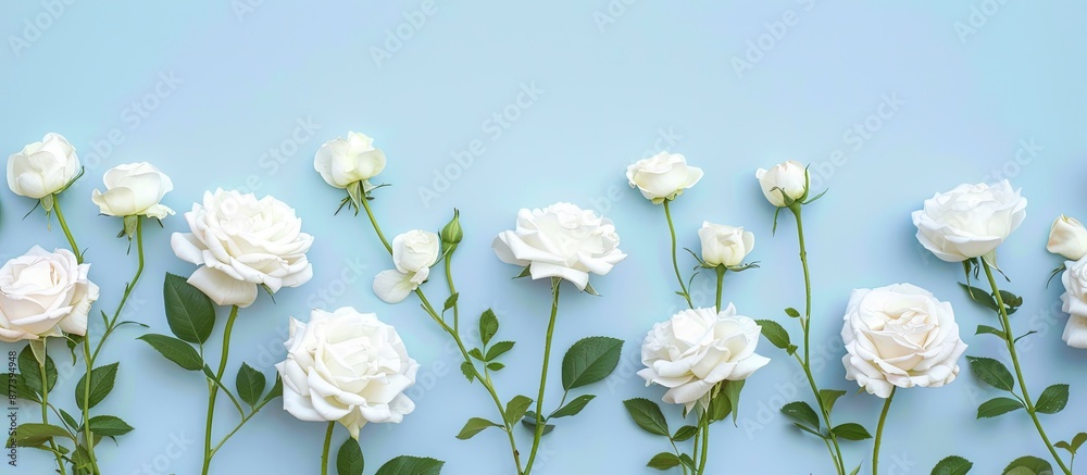 Canvas Prints Arrangement of white roses on a pastel blue backdrop Viewed from above with space for text or images. Copy space image. Place for adding text and design