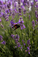 Butterfly on lavender flowers in a lavender field. Ontario, Canada. 