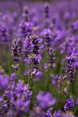 Lavender field in Ontario, Canada. Close-up of lavender flowers.