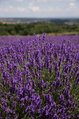 Fototapeta premium Lavender field in Ontario, Canada. Lavender field in summer. 