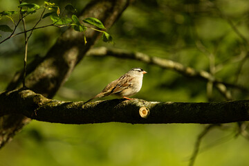 White Crowned Sparrow Bird in Tree