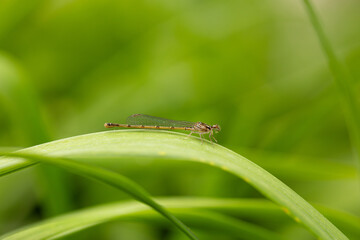 Damselfly Bug on Plant